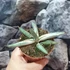 Kép 8/8 - Sansevieria 'Lavranos Blue Clone'