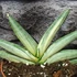 Kép 2/5 - Sansevieria 'Boncel variegata'