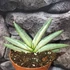 Kép 1/5 - Sansevieria 'Boncel variegata'