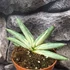 Kép 3/5 - Sansevieria 'Boncel variegata'
