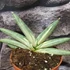 Kép 4/5 - Sansevieria 'Boncel variegata'