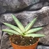 Kép 5/5 - Sansevieria 'Boncel variegata'