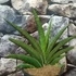 Kép 3/5 - Sansevieria 'Helios Big'