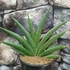 Kép 4/5 - Sansevieria 'Helios Big'