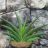 Kép 5/5 - Sansevieria 'Helios Big'