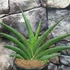 Kép 1/5 - Sansevieria 'Helios Big'