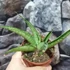 Kép 2/6 - Sansevieria 'Himalayan'