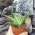 Kép 3/6 - Sansevieria 'Himalayan'