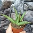 Kép 4/6 - Sansevieria 'Himalayan'