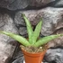 Kép 6/6 - Sansevieria 'Himalayan'