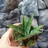 Kép 2/8 - Sansevieria 'Snowflake'