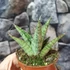 Kép 3/8 - Sansevieria 'Snowflake'