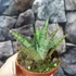 Kép 4/8 - Sansevieria 'Snowflake'