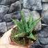 Kép 5/8 - Sansevieria 'Snowflake'