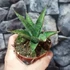 Kép 6/8 - Sansevieria 'Snowflake'