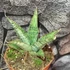 Kép 1/8 - Sansevieria 'Snowflake'