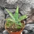 Kép 7/8 - Sansevieria 'Snowflake'