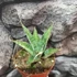 Kép 8/8 - Sansevieria 'Snowflake'