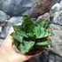 Kép 3/7 - Sansevieria 'Ehrendel'