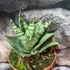 Kép 4/7 - Sansevieria 'Ehrendel'