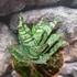 Kép 5/7 - Sansevieria 'Ehrendel'