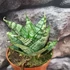 Kép 6/7 - Sansevieria 'Ehrendel'
