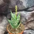 Kép 2/7 - Sansevieria 'Ehrendel'