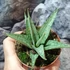 Kép 3/5 - Sansevieria 'Cinta'