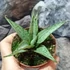 Kép 4/5 - Sansevieria 'Cinta'