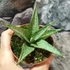 Kép 5/5 - Sansevieria 'Cinta'