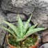 Kép 2/5 - Sansevieria 'Cinta'