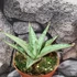 Kép 1/5 - Sansevieria 'Cinta'