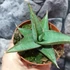 Kép 3/7 - Sansevieria 'Tower Gray'