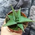 Kép 4/7 - Sansevieria 'Tower Gray'