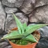 Kép 1/7 - Sansevieria 'Tower Gray'