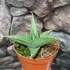 Kép 5/7 - Sansevieria 'Tower Gray'