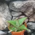 Kép 7/7 - Sansevieria 'Tower Gray'