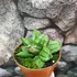 Kép 1/7 - Sansevieria 'Pyramid'