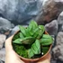 Kép 3/7 - Sansevieria 'Pyramid'
