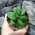 Kép 7/7 - Sansevieria 'Pyramid'