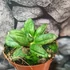 Kép 2/7 - Sansevieria 'Pyramid'