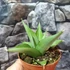 Kép 2/6 - Sansevieria 'Manee Thawee'