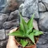 Kép 3/6 - Sansevieria 'Manee Thawee'
