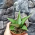 Kép 4/6 - Sansevieria 'Manee Thawee'