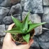 Kép 5/6 - Sansevieria 'Manee Thawee'