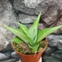 Kép 6/6 - Sansevieria 'Manee Thawee'