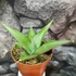 Kép 1/6 - Sansevieria 'Manee Thawee'