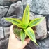 Kép 5/6 - Sansevieria 'Gabriella Variegata'