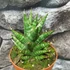 Kép 2/7 - Sansevieria 'Table Mountain'