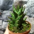 Kép 4/7 - Sansevieria 'Table Mountain'